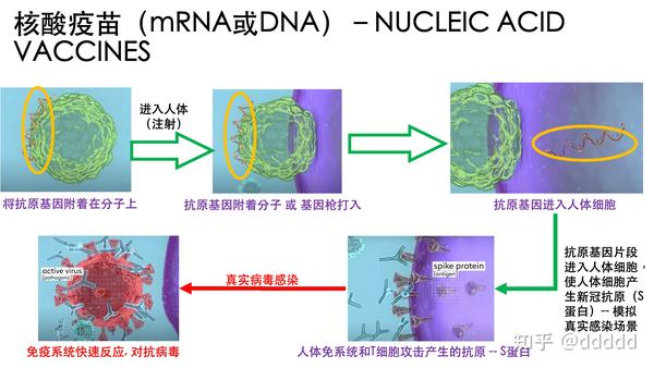 vaccines) > 核酸疫苗 (nucleic acid vaccines) > 蛋白亚单位疫苗