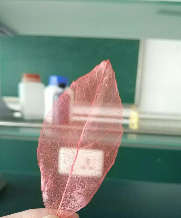 透明树叶标本 纯手工制作 学校里做的 (`)