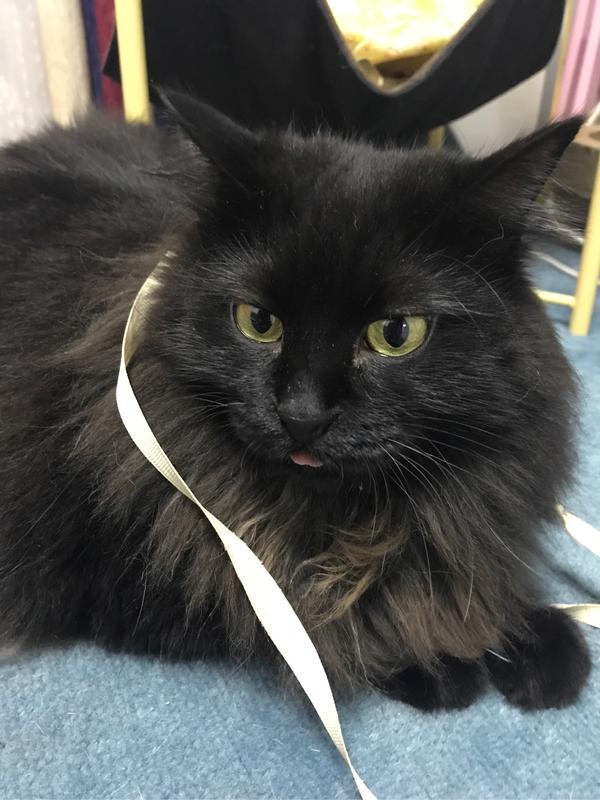 养黑猫会带来噩运吗?