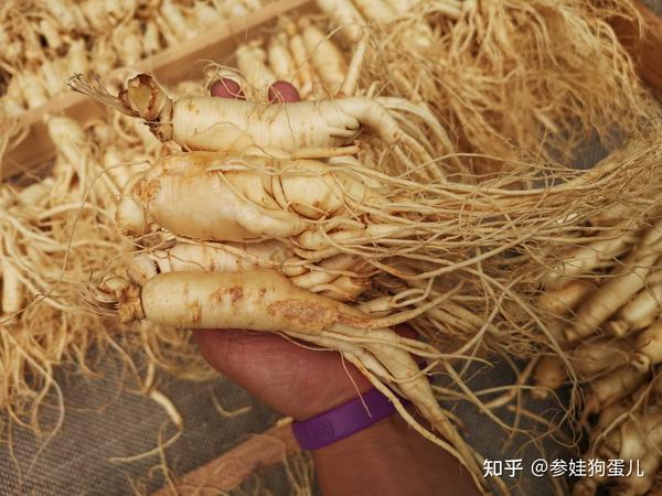 鲜参加工后的种类大全,选用人参得懂,得明白