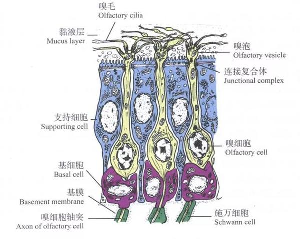 嗅觉细胞,支持细胞和黏膜下腺样体位于鼻腔顶部,包括嗅觉区域内侧上