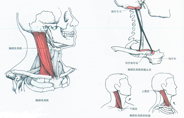 颈肌分为浅,中,深3层: 部位:颈阔肌深面,颈部两侧.