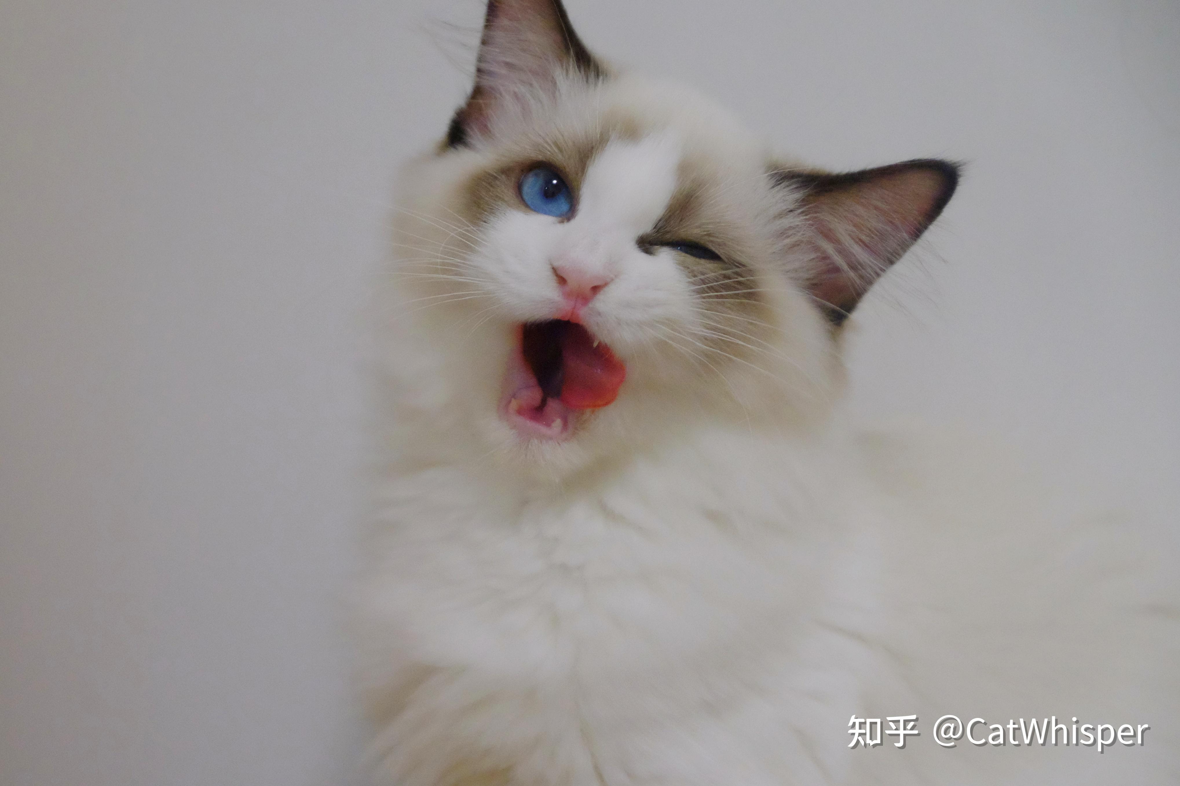 海南布偶猫舍布偶猫找家已售