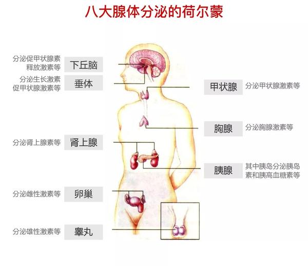 八大腺体指的是人体内能合成和分泌人体重要激素的八大内分泌腺体.