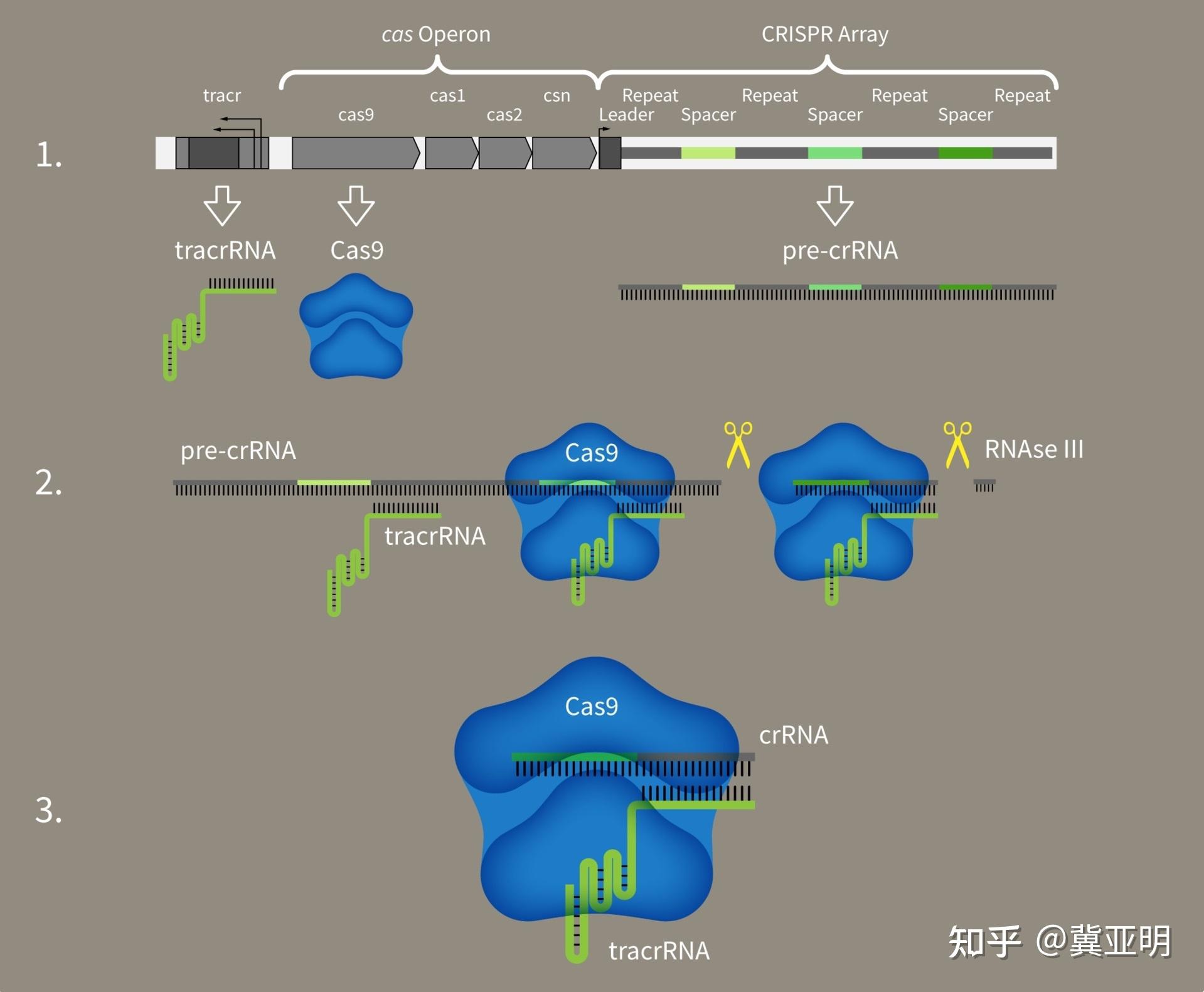 crispr/cas9 知乎