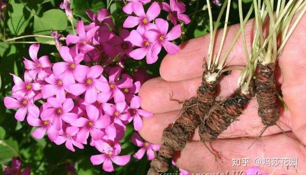 种植关节酢浆草的第一步叫做提根.