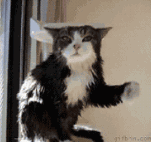 世界上50的猫都为它神魂颠倒你家喵主尝过没