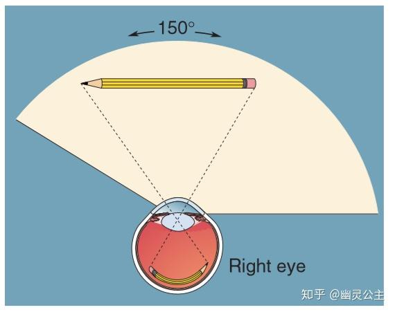 视觉系统2之图像在眼睛中如何形成