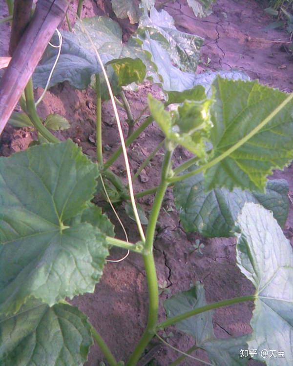 引蔓时期为当果菜类(如:黄瓜,西瓜,甜瓜,番茄等)株高约30cm时开始吊蔓