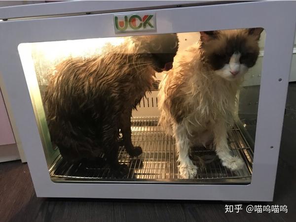 2020猫咪烘干机推荐,如何给猫咪吹毛.小白秒变老司机