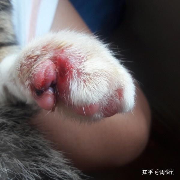 猫咪指甲红肿化脓怎么办