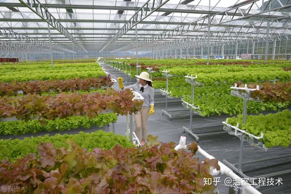 种植温室大棚为什么喜欢无土栽培种植一文看懂国内外无土栽培