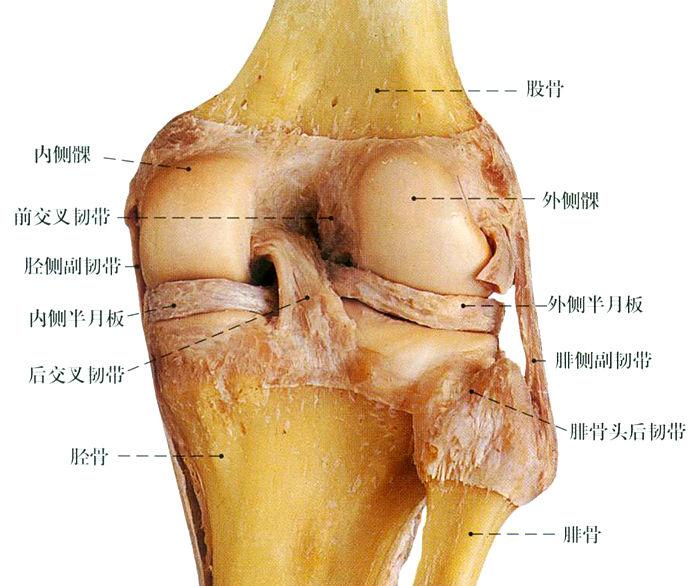 膝关节弹响半月板拉伤韧带拉伤有积液