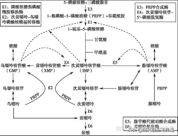 补救途径为直接合成:从肝脏中来的嘌呤碱基直接合成嘌呤核苷酸.