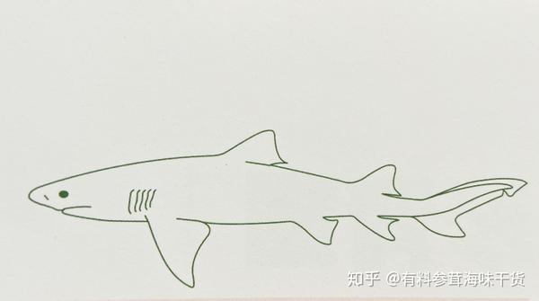 蝴蝶青翅来自柠檬鲨(lemonshark),这种鲨的鳍却有点圆,拨起水来很像