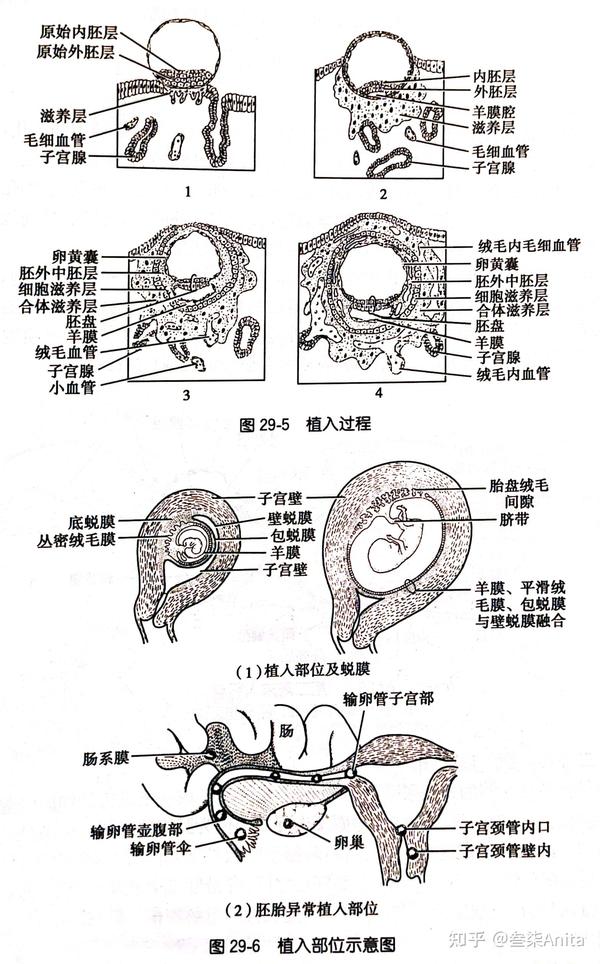 胚囊的植入和羊膜腔的形成