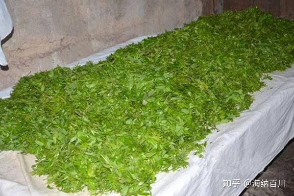 神仙茶莓茶满披白霜先苦后甜口感鲜醇清甜回甘浓烈