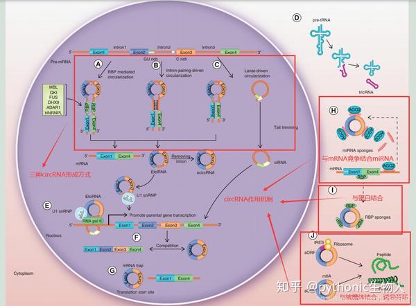 omics精进07|转录组之mrna|mirna|lncrna|circrna测序