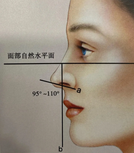 鼻基底位于紧靠鼻翼位置,呈月牙或蚕豆状,具体可分为 鼻孔基底,鼻小柱