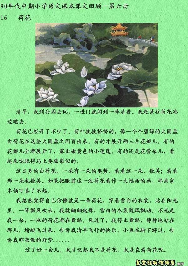 荷花  