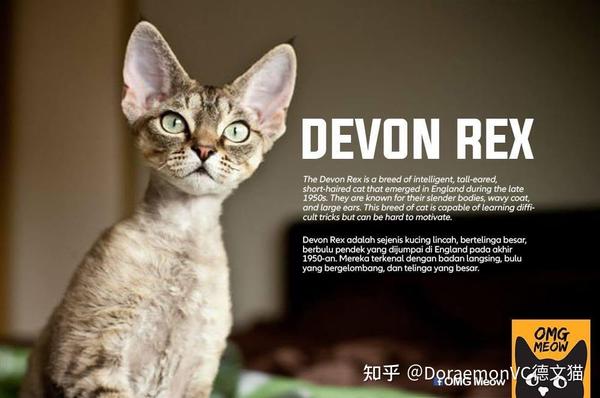 devon rex cat 为什么养猫 !