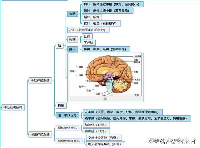 教师资格证/教师编心理学思维导图——心理学神经系统
