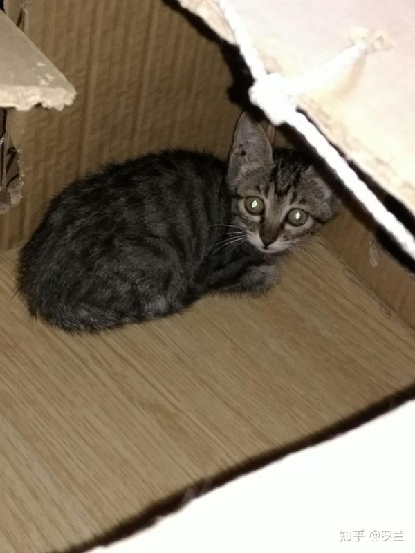野猫幼崽家养后还有野性吗?