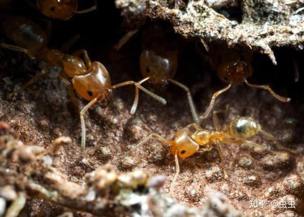 下属分类/臭蚁亚科   酸臭蚁属 tapinoma —— 虹臭蚁属 iridomyrmex