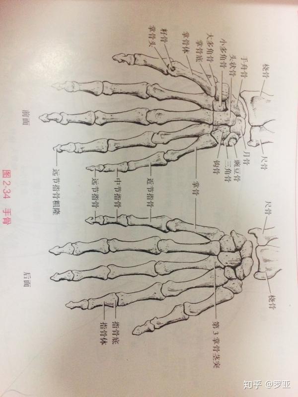 指骨是否属于长骨