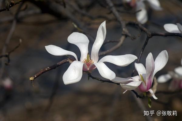 玉兰属 yulania 中文名:望春玉兰 拉丁学名: yulania biondii 赏花