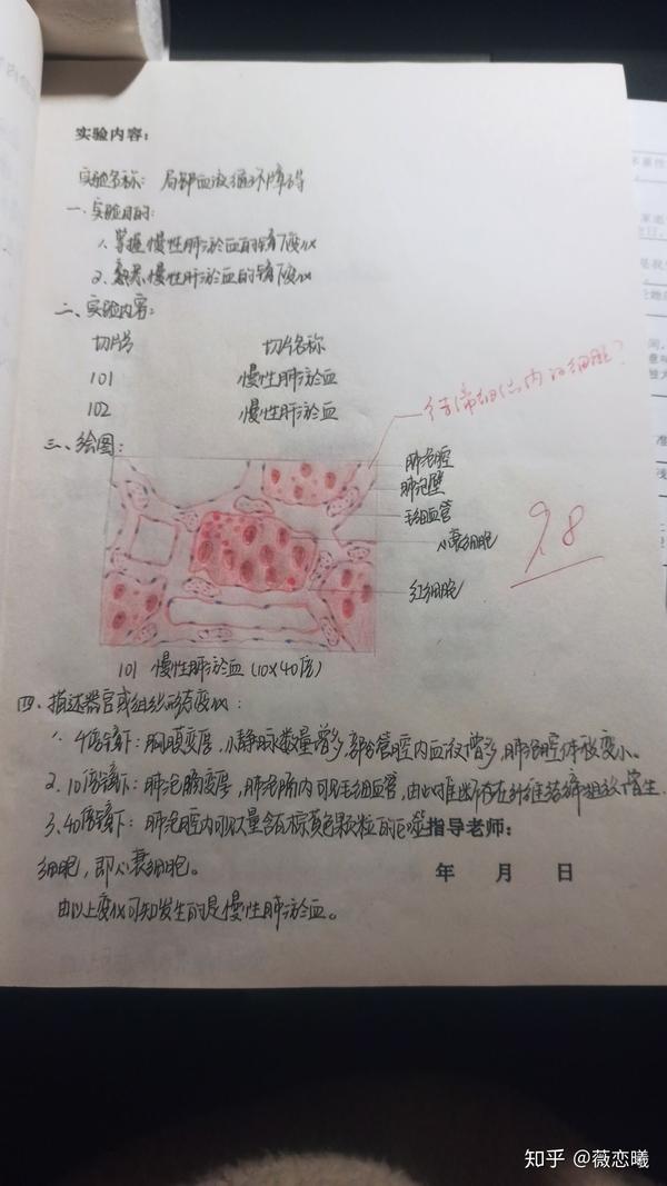 病理学实验报告