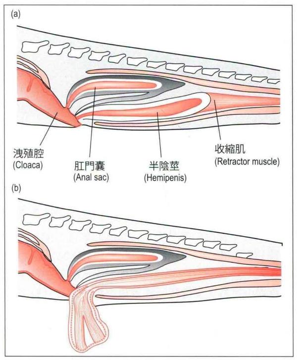 蛇和蜥蜴的生殖器拥有名为半阴茎 hemipenis的结构 看起来像左右两个