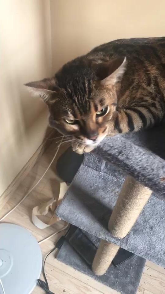 猫真的喜欢被打屁股么?