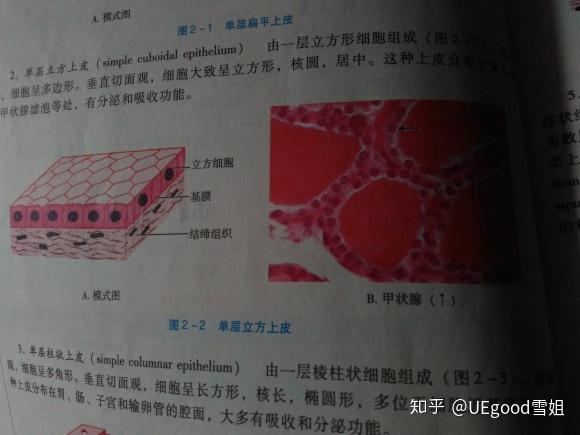 组胚红蓝铅笔实验图的单层扁平上皮和假复层纤毛柱状上皮怎么画呀