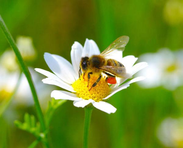 授粉蜂的品种及授粉技术