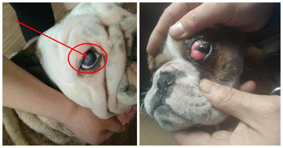狗狗结膜炎角膜炎息肉樱桃眼治疗方法宠物眼睑内翻倒睫毛流泪红肿怎么