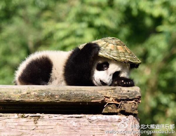 是小熊猫可爱还是大熊猫可爱?