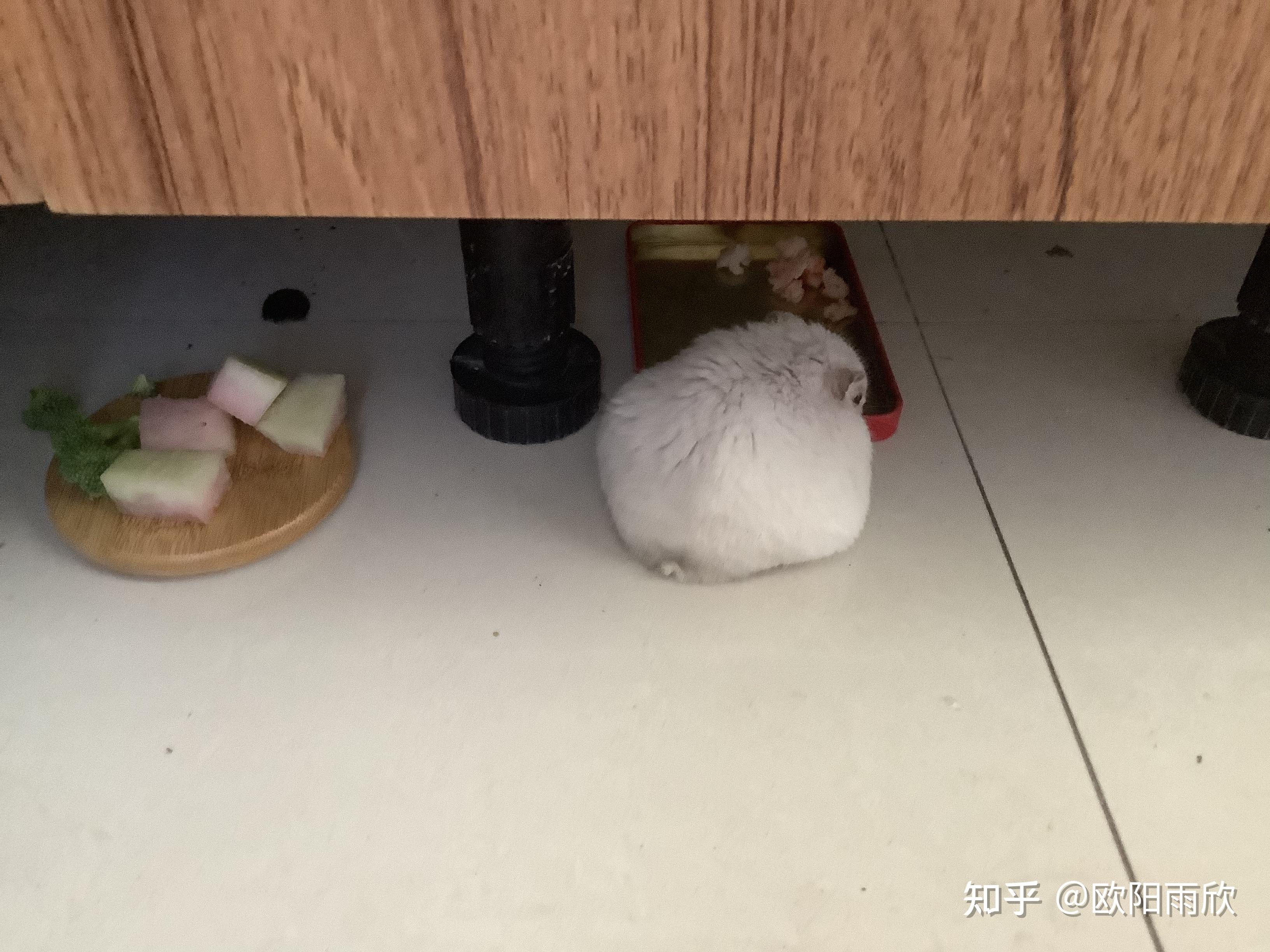 后半夜,狂风暴雨突起,电闪雷鸣,担心吓到小团团,就去把它从厨房角落