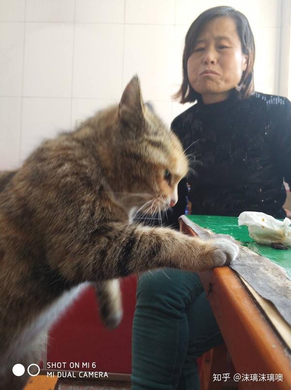 猫真的对婴儿更有忍耐力吗?为什么?