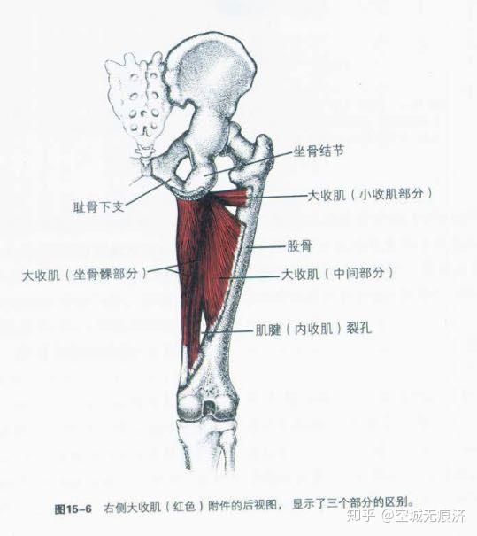 的一部分股骨粗线了外侧从上,下面就直接连接到我们的这个收肌结节