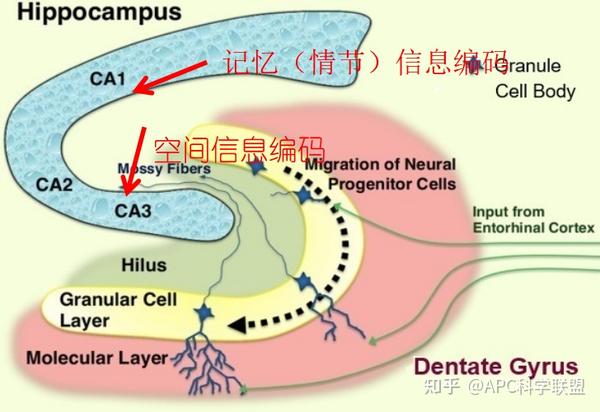 ca1 zhuanlan.zhihu.com