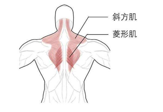 胸肌练的特别强大而忽略了背肌,特别是菱形肌,斜方肌中下部,就会产生