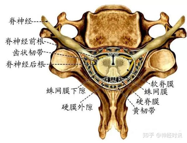 (1) 硬脊膜:硬脊膜与椎管内骨膜之间的狭窄腔隙称 硬膜外隙.