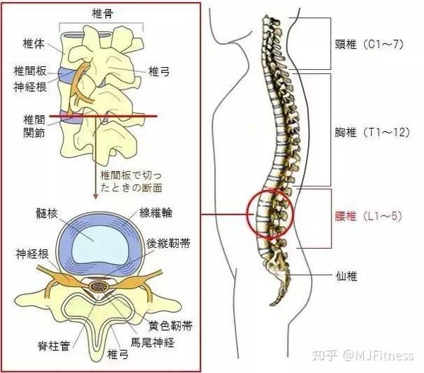 肋骨外翻不是病,但时间长了容易病