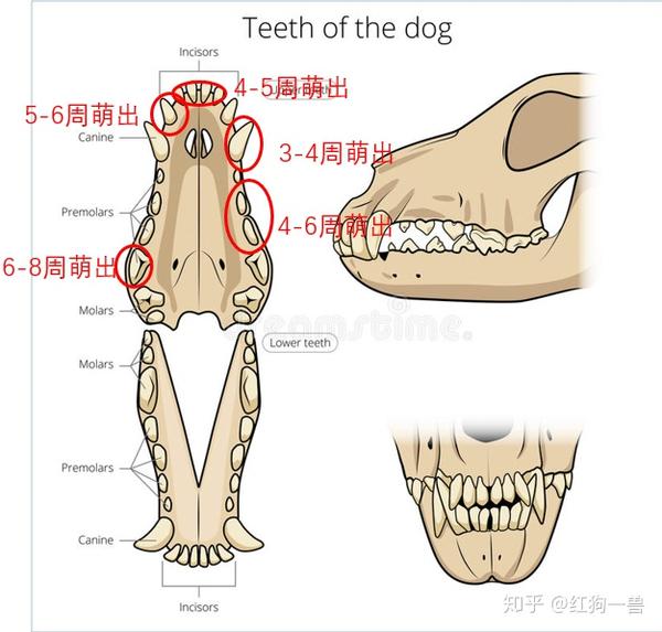 它会同时萌出第三切齿及犬齿;当它们达到4-6周时,第一第二臼齿就会萌