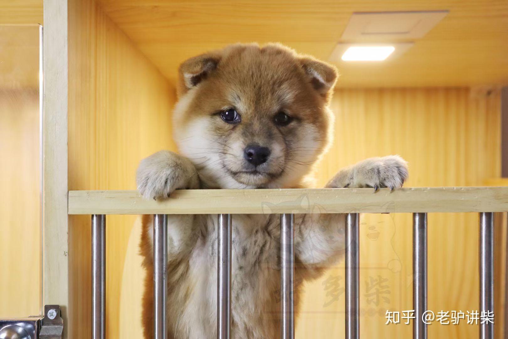 豆柴是柴犬的一个品种,但体型比标准柴犬要小很多,豆柴与标准柴犬