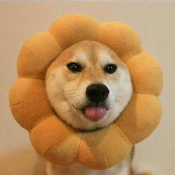 一只猫和一只狗的情侣头像?