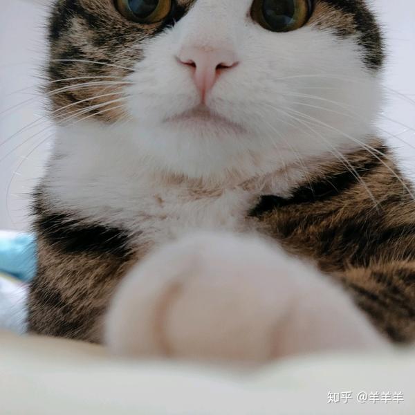 世界名猫那么多,为什么你选择了狸花猫?