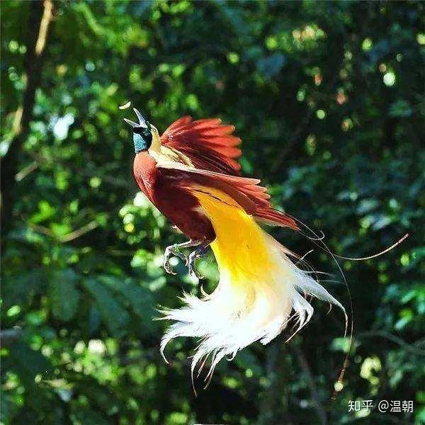 凤凰的生物原型可能是什么?