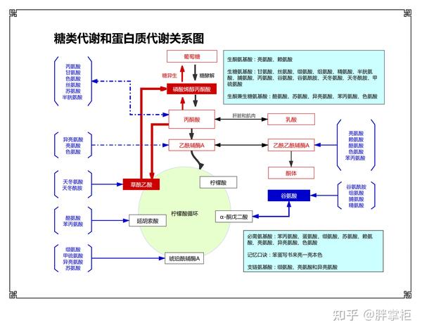 什么是减脂五丨脂肪是如被代谢的